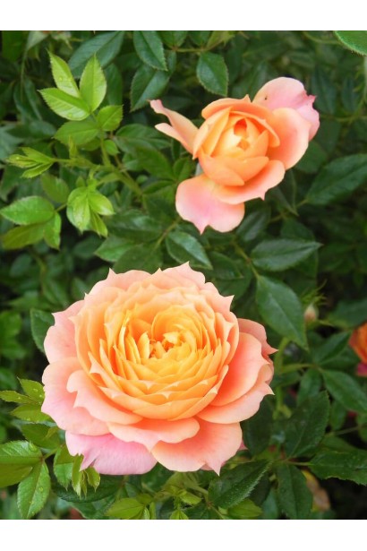 Rosa floribunda ‘Briosa’